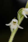 Texas lady's tresses